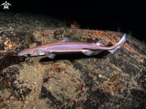 A Velvet belly latern shark