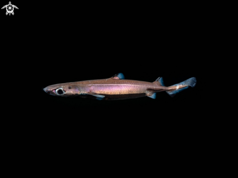 A Etmopterus spinax | Velvet belly latern shark 