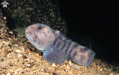 A Atlantic wolffish 