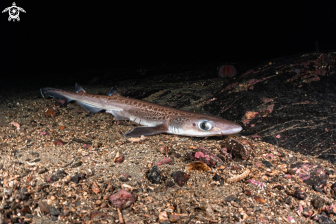 A Galeus melastomus | Blackmouth catshark 