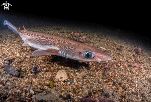 A Blackmouth catshark 