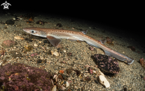 A Blackmouth catshark 