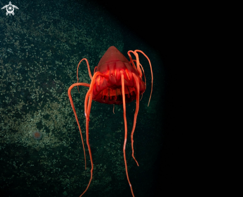 A Pheriphylla pheriphylla  | The Helmet Jelly fish 