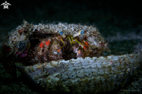 A Dardanus lagopodes | HERMIT CRAB