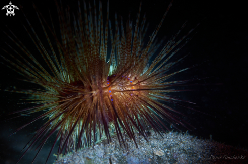 A Astropyga radiata | SEA URCHIN