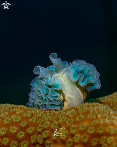 A Elysia crispata | Lettuce sea slug