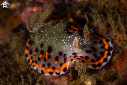 A Chromodoris naiki nudibranch