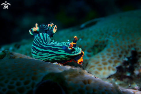 A NUDIBRANCH