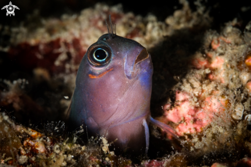 A Coral blenny