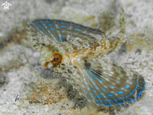 A Dactylopterus volitans | Flying Gurnard