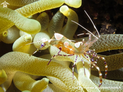 A yukatan shrimp