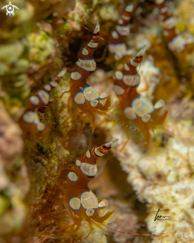 A Anemone squat shrimp