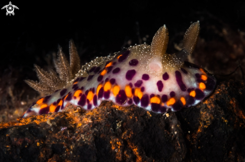 A Chromodoris naiki nudibranch