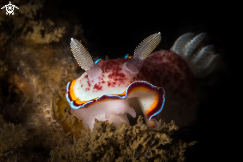 A Chromodoris trimarginata nudibranch | Chromodoris trimarginata nudibranch