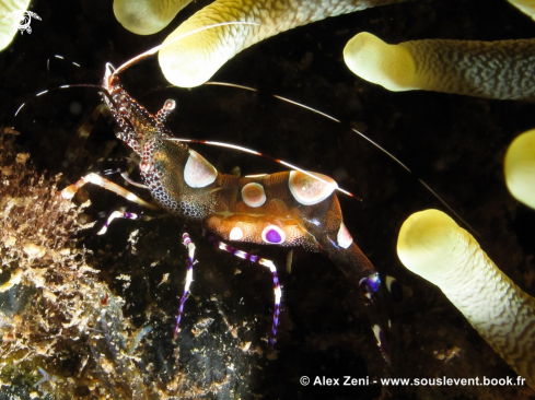 A yukatan shrimp