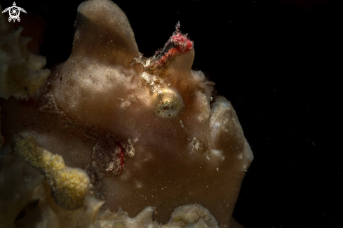 A Painted Frogfish