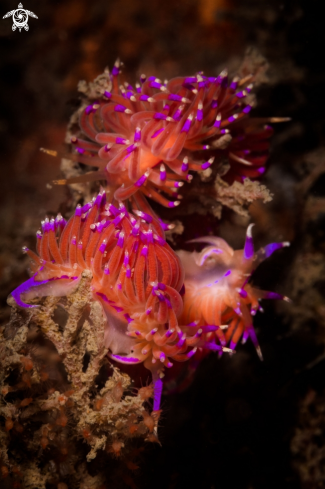 A Red Flabellina nudibranch