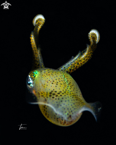 A Caribbean reef squid