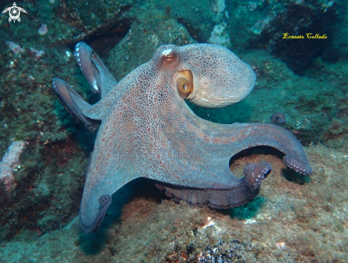 A Pulpo