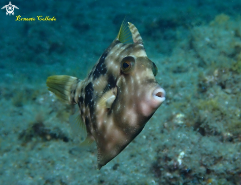 A Stephanolepis hispidus | Gallito verde