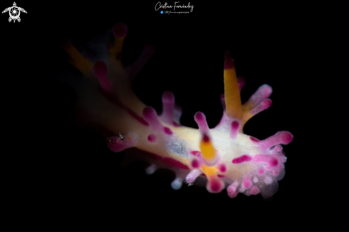 A Nudibranch