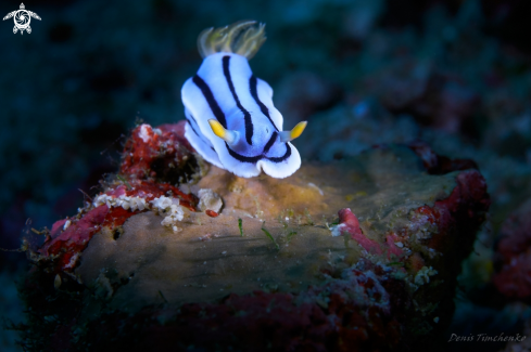 A Chromodoris elisabethina | NUDIBRANCH