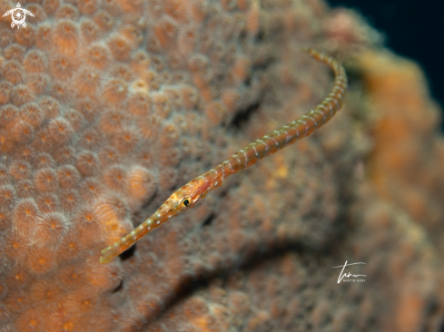 A Aulostomus maculatus | Trumpetfish