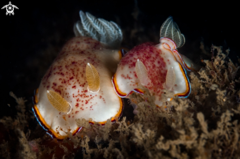 A Chromodoris trimarginata nudibranch | Chromodoris trimarginata