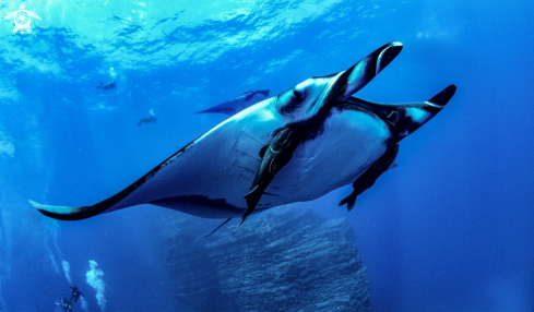 A Mobula birostris | Chevron Manta