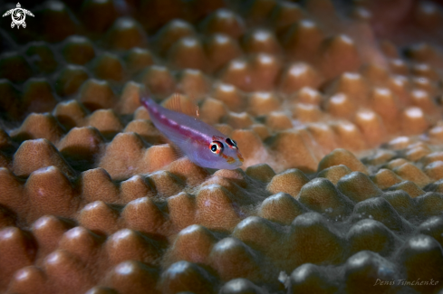 A Pleurosicya micheli | GOBY