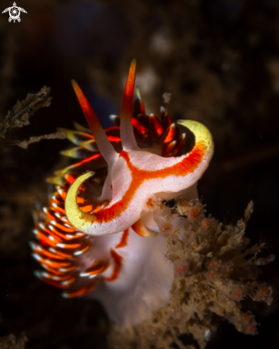 A Phidiana militaris nudibranch | Phidiana militaris nudibranch