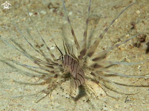 A Pterois volitans | Red Lionfish