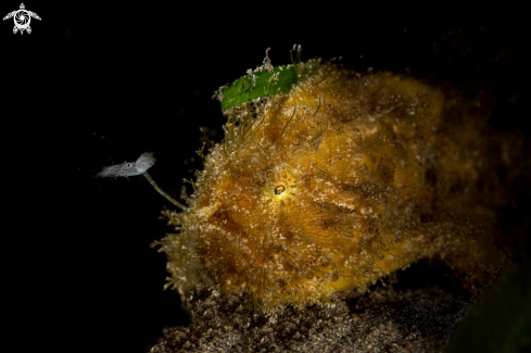 A Hairy Frogfish