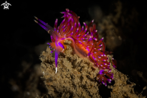 A Flabellina nudibranch