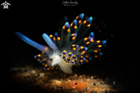 A Nudibranch