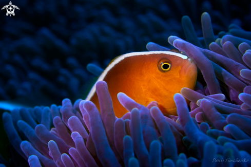 A Amphiprion sandaracinos | FISH