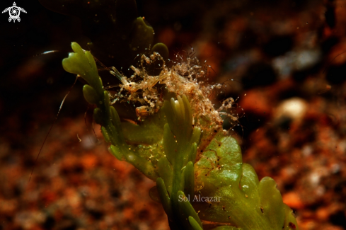 A skeleton shrimp