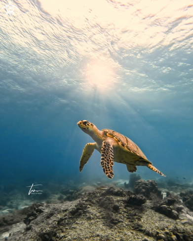 A Hawksbill Seaturtle