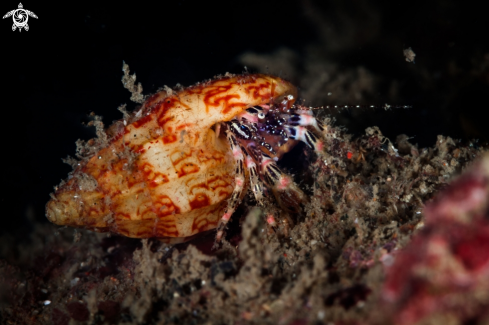 Striped Hermit