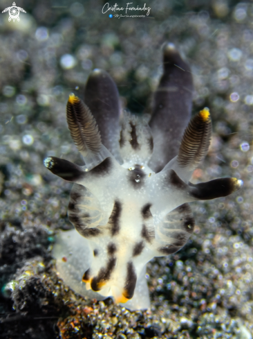 A Thecacera sp. | Nudibranch