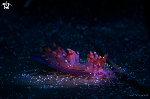 A Coryphellina rubrolineata | NUDIBRANCH