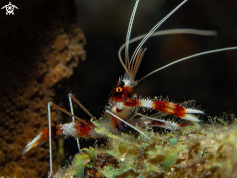 A Banded Coralshrimp
