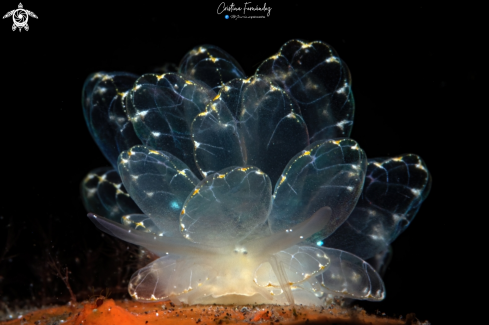 Nudibranch