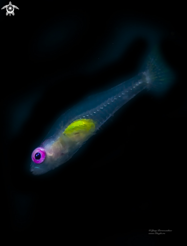 A Bryaninops natans | Small fish