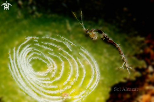 A skeleton shrimp