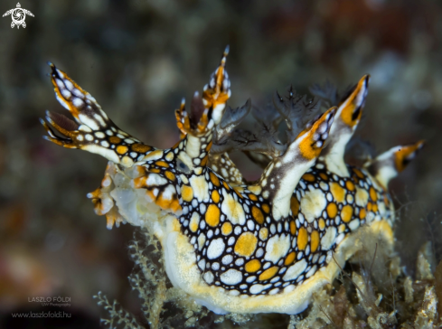 A Bornella Anguilla