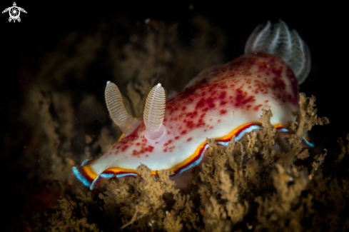 A Chromodoris trimarginata nudibranch