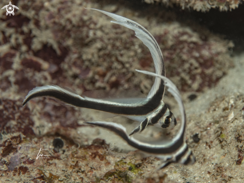 A Equetus punctatus | Spotted Drum