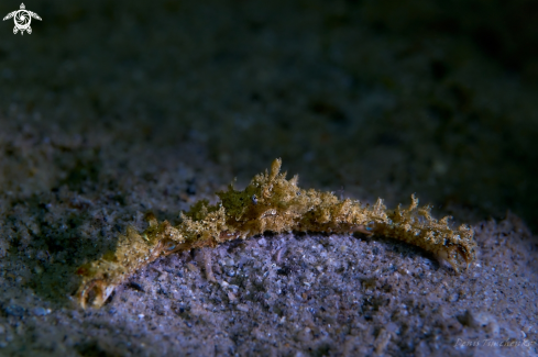 A Parthenope longimanus | CRAB