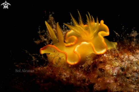 A nudibranch